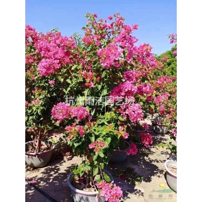 供欒樹樂昌含笑沙樸香泡香樟馬褂木月月桂廣玉蘭紫葉李綠梅