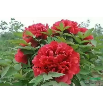 國槐 欒樹 青桐