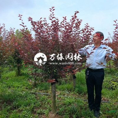 *銀杏基地 低價供應各種規格銀杏 基地直銷