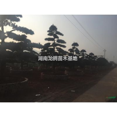 嫁接紫薇 原生紫薇樹(shù)*低報(bào)價(jià)、