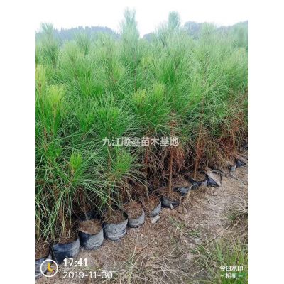 我公司供應，精品，馬褂木，紅葉李