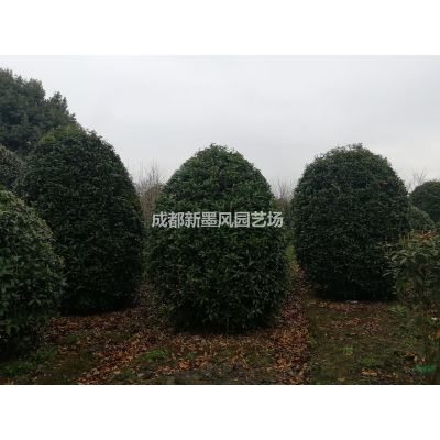 樸樹