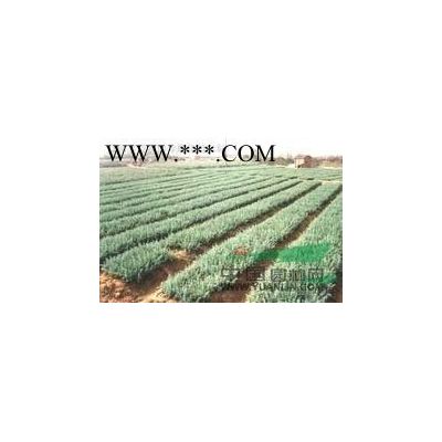 苗圃出售多干60公分70公分80公分叢生樸樹價格