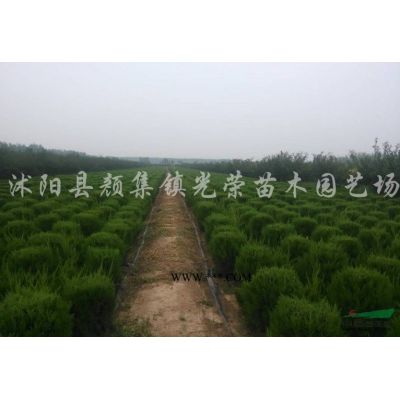 江蘇欒樹，泡桐，丁香，紫薇，五彩錦帶，銀杏新價格