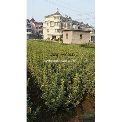 紅楓，紅楓供應，蕭山苗木，2020年紅楓低價格