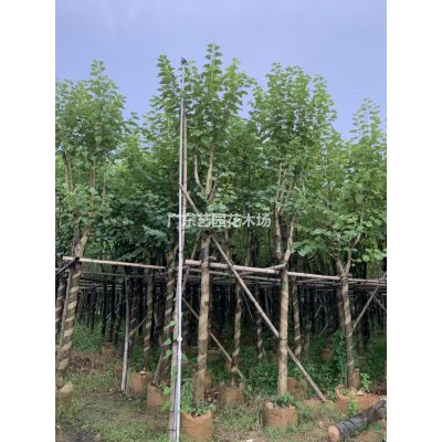 優(yōu)質(zhì)特價小葉紫薇產(chǎn)地直銷