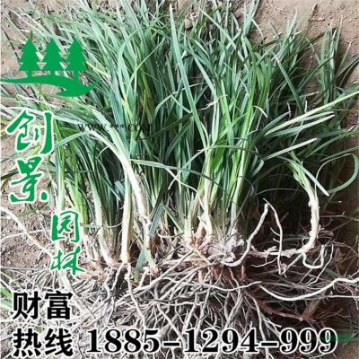 櫸樹 常年大量優質大葉櫸樹、5公分-12公分 規格*