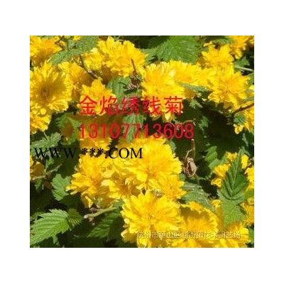 大量供應紅櫸_櫸樹苗木