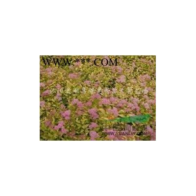 江蘇地區供應4-10公分櫻花