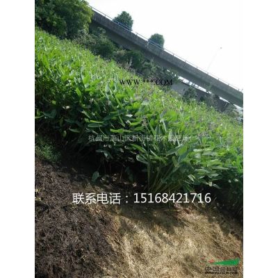 供應杜英、梓樹、小葉女貞、雪松、蜀檜、地柏等