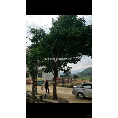 福建供應(yīng)紅楓規(guī)格* 基地直供 量大從優(yōu)