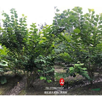 紫薇樹種植基地_行道樹紫薇_紫薇花瓶?jī)r(jià)格_癢癢花籬笆_造型紫薇_庭院造型樹_別墅綠化