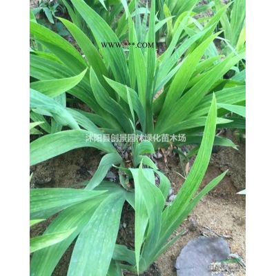 [紅葉李]紅葉李_報價表_圖片_產地行情-小喬木-