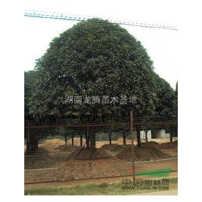 欒樹(shù)、移栽欒樹(shù)、野生欒樹(shù)、欒樹(shù)小苗