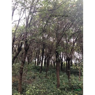 3米左右骨架欒樹低價(jià)促銷中