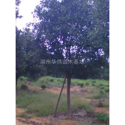 精品無患子