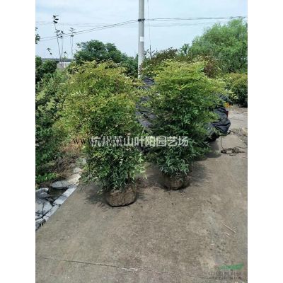 供應3-20公分精品櫻花
