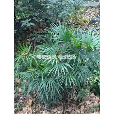 櫻花/紅花櫻花/日本櫻花，低分枝櫻花