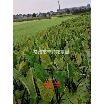 優質特價江蘇常州叢生紅冠紅楓產地直銷
