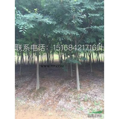 苗圃直銷 低價直供 三季紅紅楓4-6公分