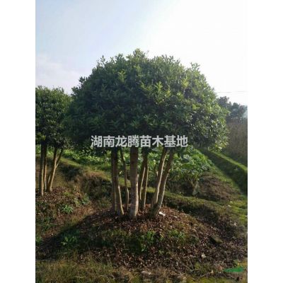 湖南專(zhuān)供紅葉石楠 紅花桎木 紅葉李 法國(guó)冬青