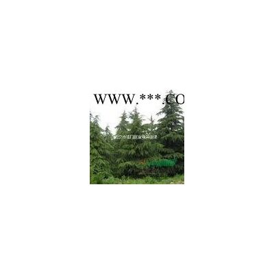 南京10公分櫸樹報價12公分櫸樹價格參考