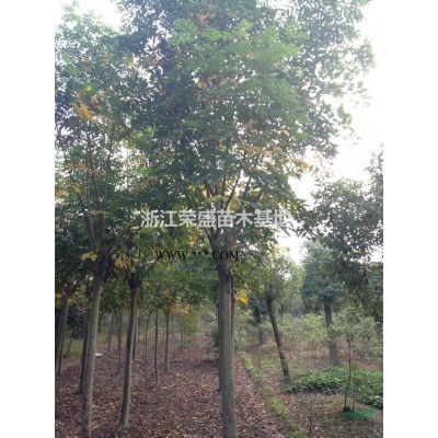 浙江叢生櫸樹(shù)價(jià)格 嘉興叢生櫸樹(shù)哪里好/哪家便宜