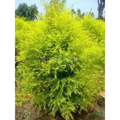 櫻花，紅花晚櫻，高桿櫻花