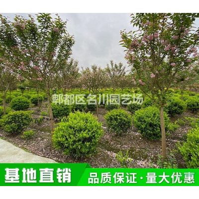 郫縣樸樹基地_5桿叢生樸樹_18-20公分樸樹_房地產(chǎn)樣板樹形_點(diǎn)景樸樹