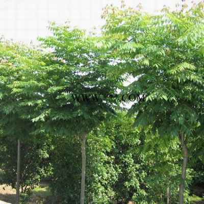 江蘇叢生樸樹，樸樹，樸樹價格