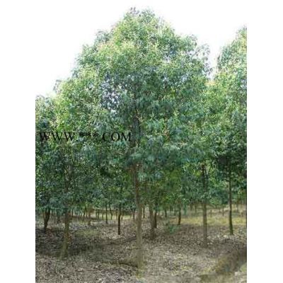 合歡售價(jià)：胸徑8-30公分合歡價(jià)格、潢川合歡報(bào)價(jià)、河南合歡樹