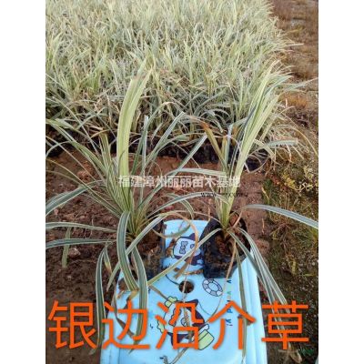 優(yōu)質(zhì)特價(jià)銀葉金合歡產(chǎn)地直銷