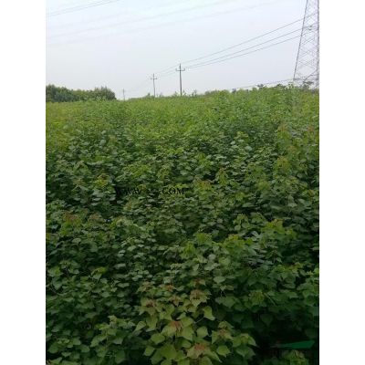 我公司供應合歡 合歡小苗 有需要的老板可以聯系