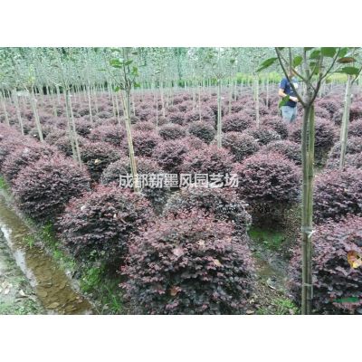 大葉黃楊球/大葉黃楊杯苗/萬年青