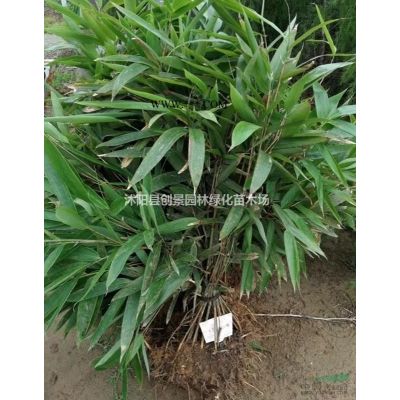 沭陽常年低價供應大量5~14公分白蠟--苗圃直銷