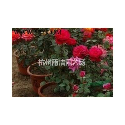 大量供應二年生榔榆、重陽木、垂柳、水杉、、紫薇