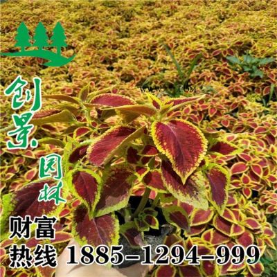 【烏桕】采購批發市場優質烏桕價格苗圃直銷