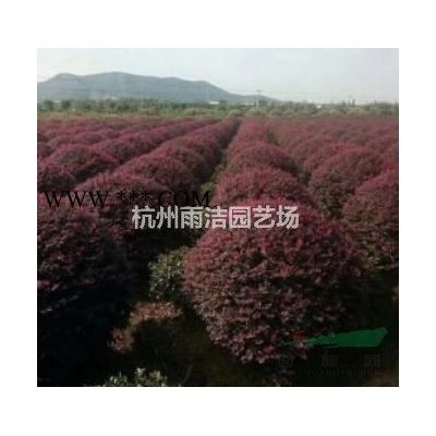 供應玉蘭樹、國槐、苦楝、合歡、烏桕、楊樹、構樹、楓楊