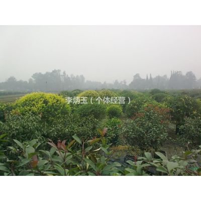 出售6-7公分的金合歡.金合歡批發(fā)價格.金合歡種植基地