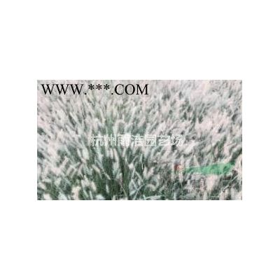 供應白蠟_白臘_速生白蠟苗木