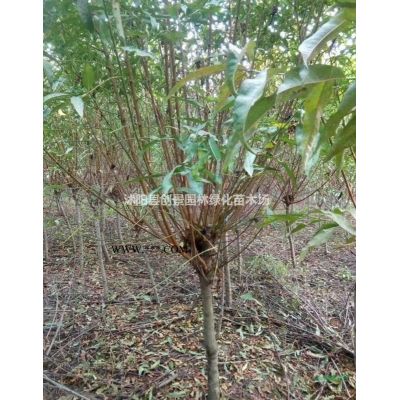 【龍爪槐】龍爪槐價格,龍爪槐基地,龍爪槐栽培種植管理