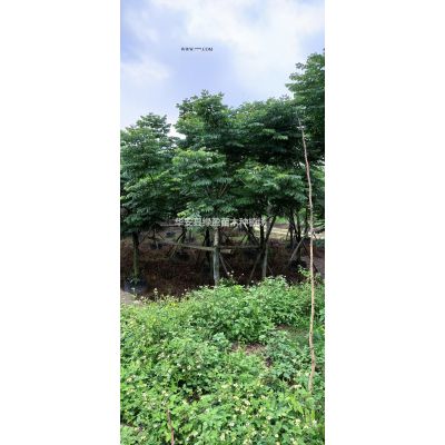 布迪椰子報(bào)價(jià) 千畝布迪椰子產(chǎn)地直銷 桿高0.5米-3米