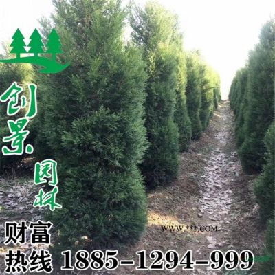 沭陽重陽木批發 優質重陽木 1-18公分 規格*