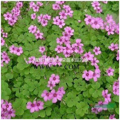 江蘇無刺構骨球新價格