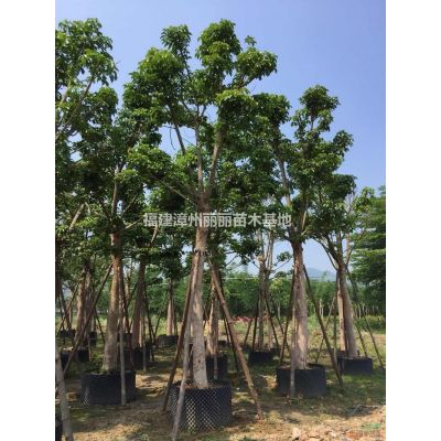 大小規(guī)格樸樹基地
