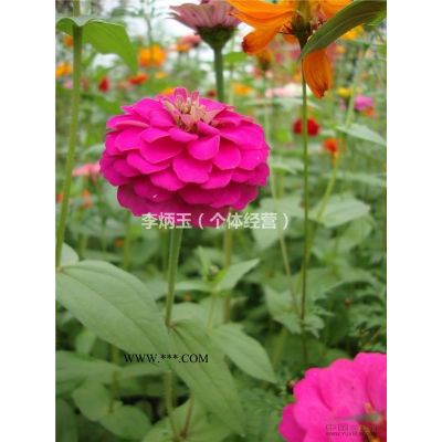 樸樹2018*新價格趨勢  買樸樹哪里好  樸樹價格及圖片介