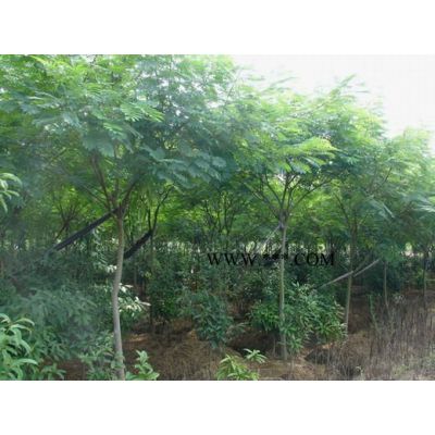 一年生樸樹 櫸樹 黃山欒樹 烏桕