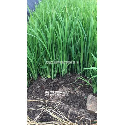 供應大量金葉楓香果 如圖所示