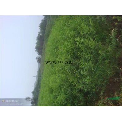 楓香，各種規(guī)格楓香，低價(jià)促銷(xiāo)楓香