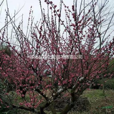批發楓香到基地--新之圣沭陽基地直銷